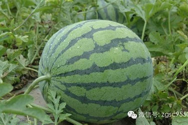 果树多久浇一次水好