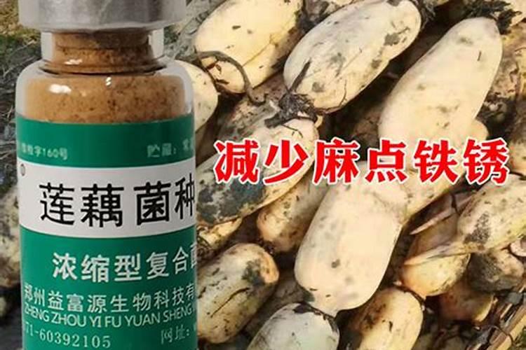 花盆莲蓬怎么施肥不烧根呢