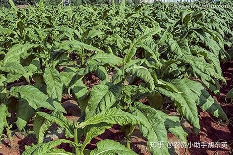 烟草用骨粉高钙肥行吗？