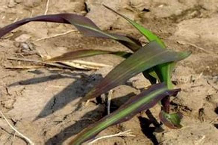 基本不打农药的7种蔬菜