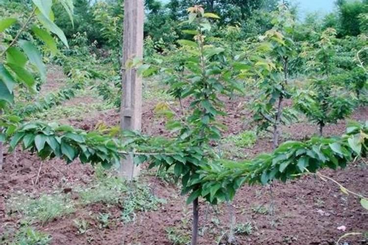 莲蓬怎样种植？水果莲蓬种植技术