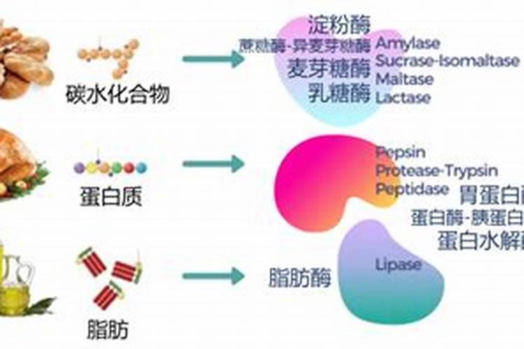 如何种植莲蓬