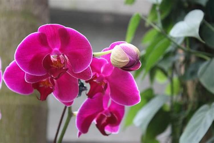 蝴蝶兰几月份长花剑怎么施肥