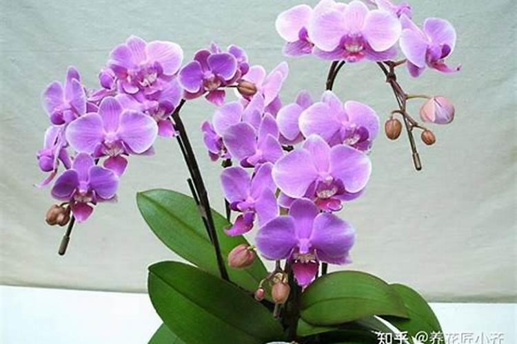 蝴蝶兰长花苞后怎么养护