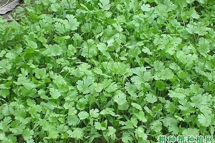 香菜控旺用什么药比较好