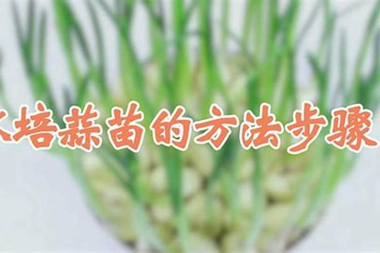室内用土种蒜苗土里需要上肥料吗