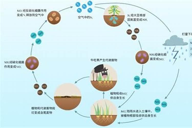 早熟蒜苔多长滴最好