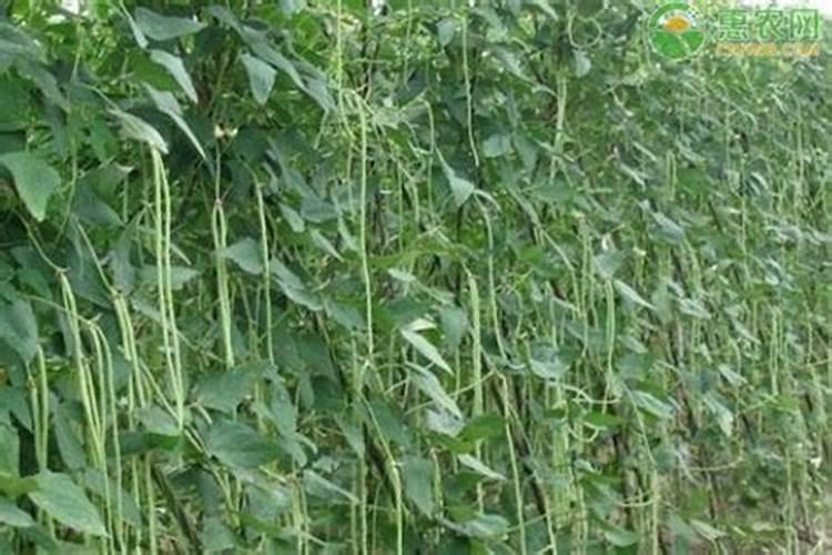 豆角用什么肥料效果好(种植豆角结果期需要什么叶面肥)