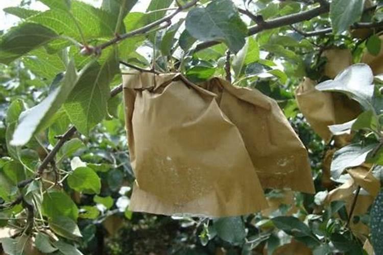 碳铵怎么兑水浇菜？