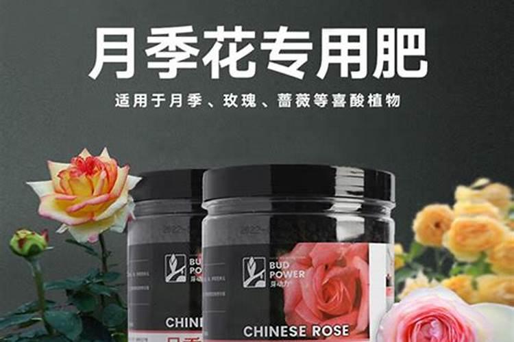 蔷薇怎么种植方法