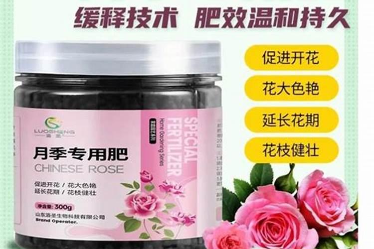 蔷薇叶子干枯怎么办