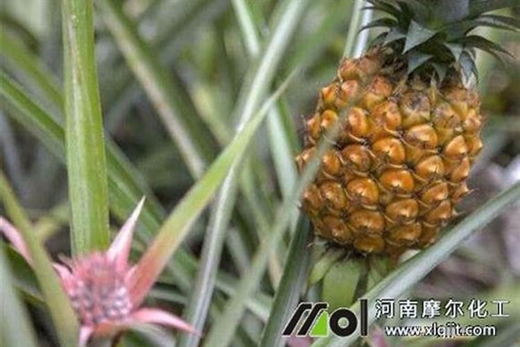 各位专家:追施水溶肥一年施几次,大概什么时候施,谢谢!