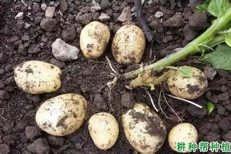 脐橙树用什么肥料多少钱一百斤？