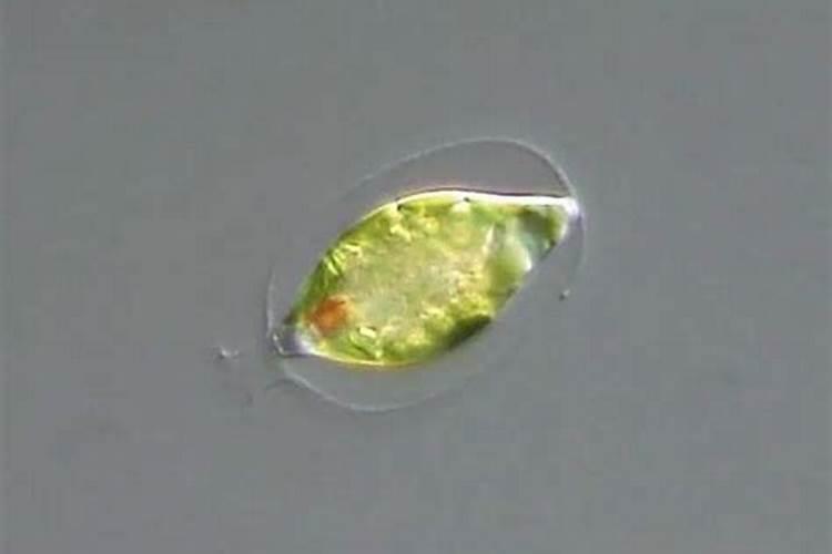碳铵的正确使用方法