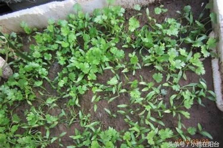 小麦反青用什么肥料最好