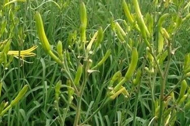 黄花菜开花期想要施肥,应该怎么施肥呢？