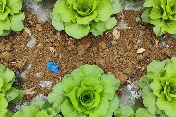黄花菜花蕾脱落是什么原因造成的？该如何防治？