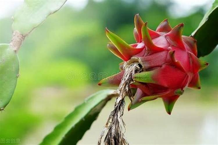 空心菜有麻点该打什么农药？