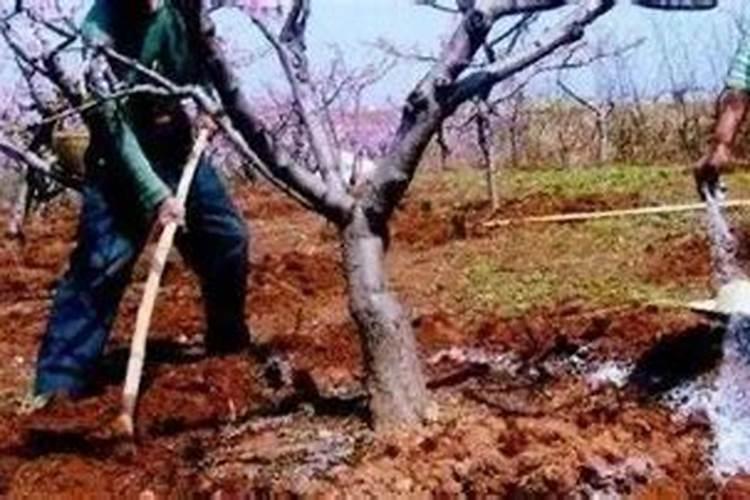 果园适宜种植的绿肥有哪几种