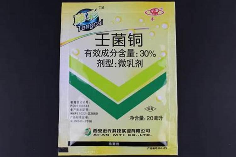 一年生早熟禾可作为果园绿肥