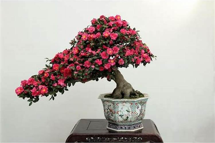 茶花促开的方法
