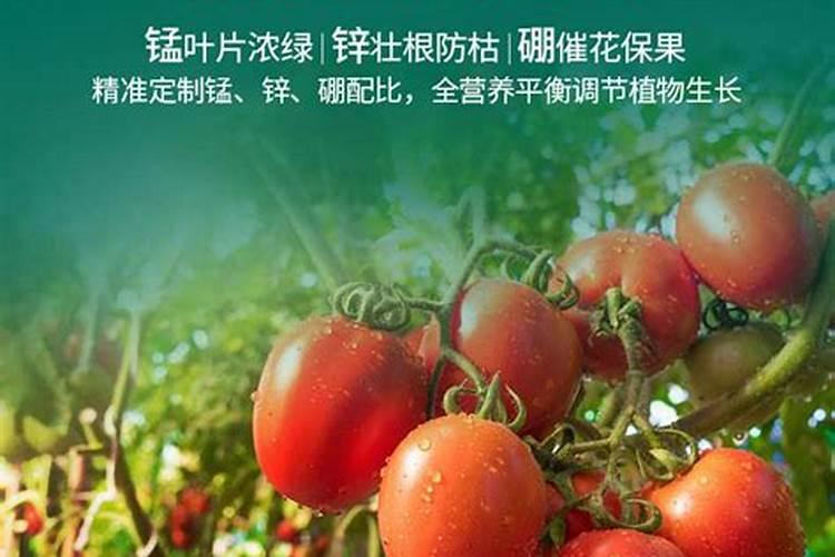 叶面肥价格一般是多少 如何选购好用的叶面肥料