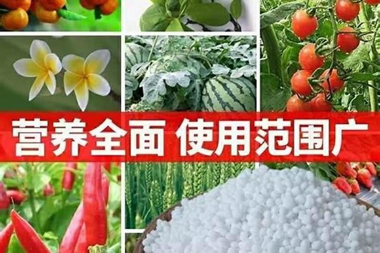 水溶肥在果树上几天能吸收