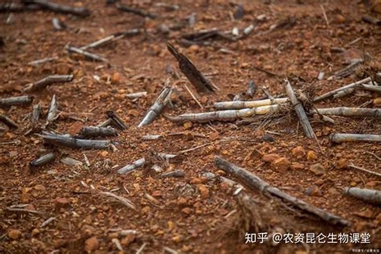 如何简单配制用于蔬菜和水果的肥料？