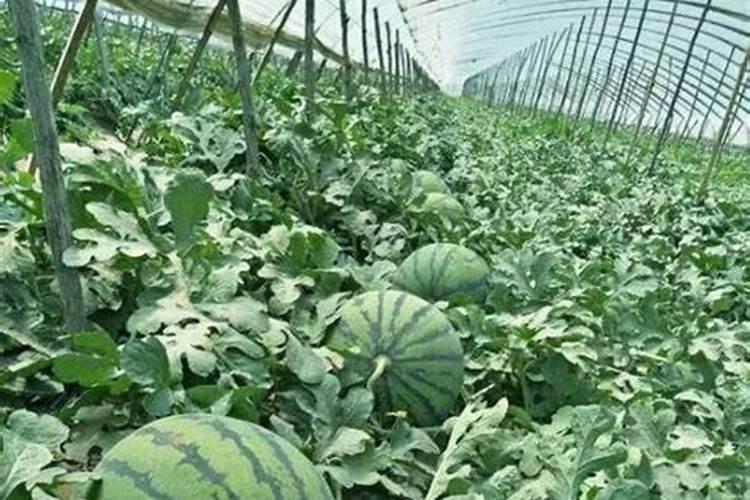 瓜果用什么肥料最旺盛