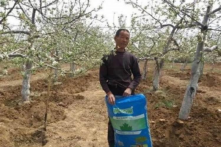 苹果花前什么时间喂过磷酸钙