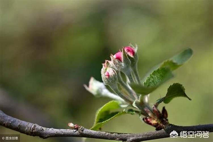 桂花叶面喷的叶面肥适用于其它植物吧