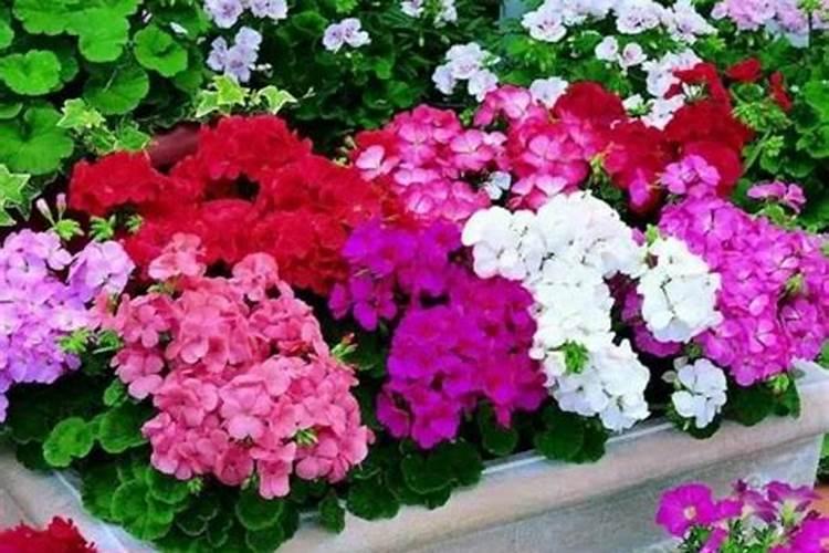 什么肥适合各种花 养花都需要什么肥料
