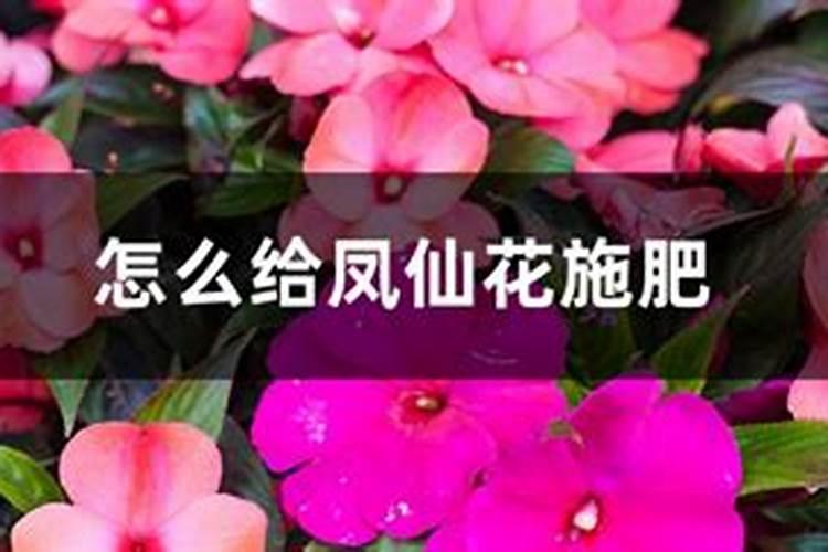 养花一般要施什么肥料好,养花施什么肥最好