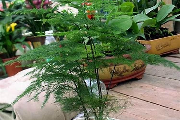 文竹用什么肥最旺盛