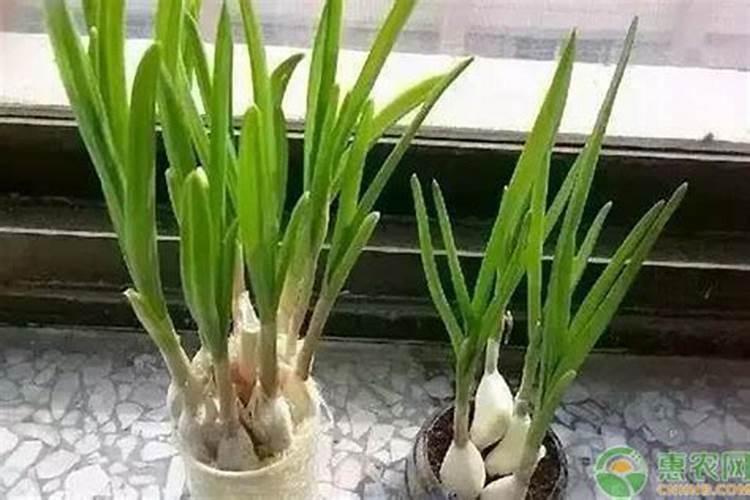 蒜苗用什么肥料好