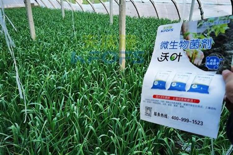 蒜苗施什么肥最好