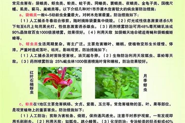 怎么用桔子做成肥料 橘子皮肥适合哪些花卉