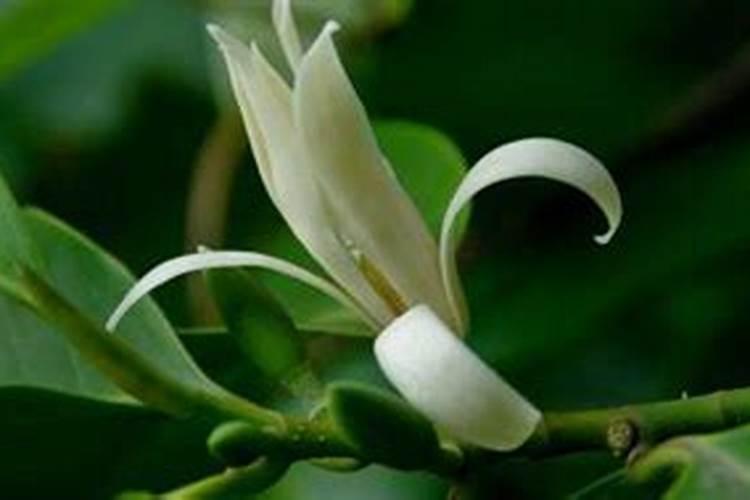 想要油菜高产,需要怎么施肥呢？施什么肥呢？