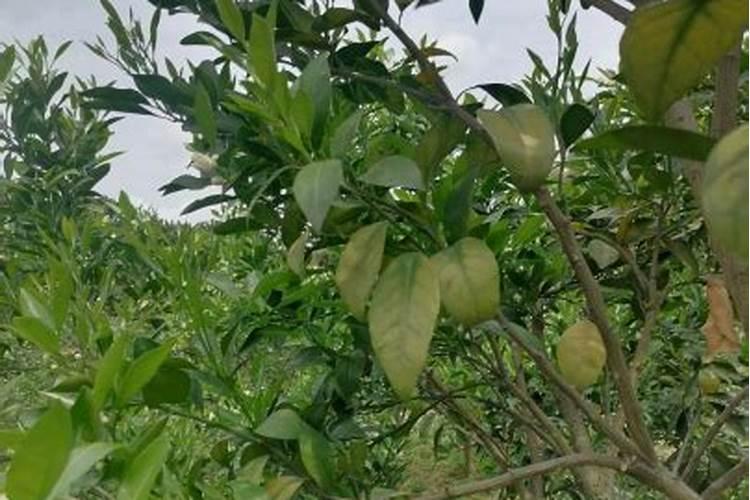 脐橙增甜有哪些方法