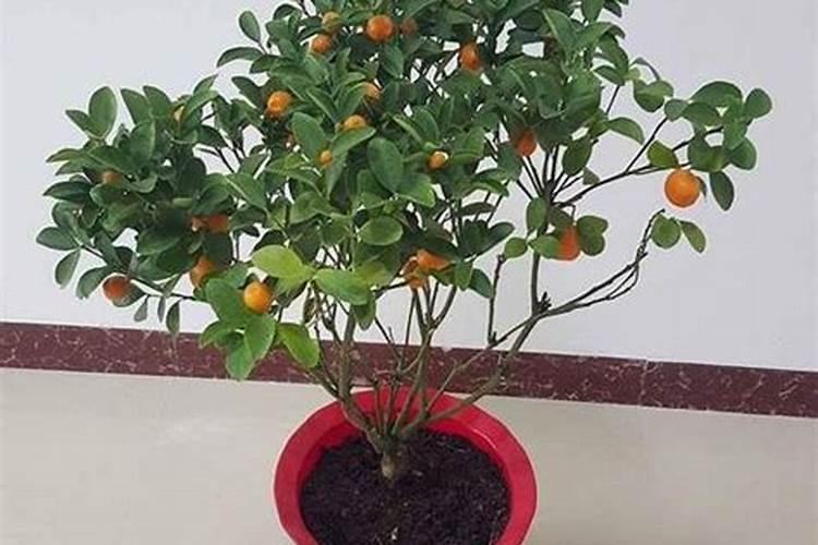 橘子树怎么管理,怎么施肥最好,