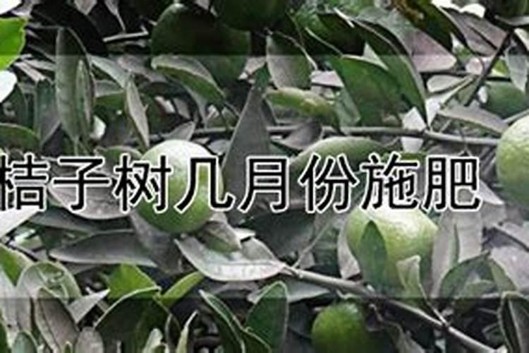橘子树多久浇施一次肥 橘子树的肥料施用频率是多久？