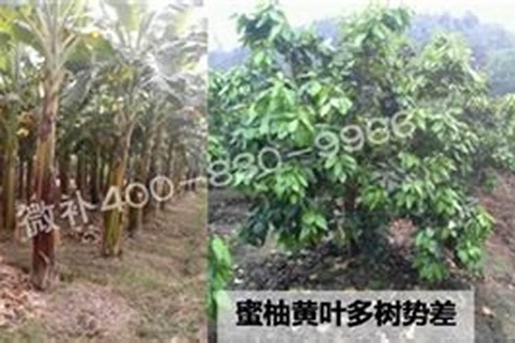 番茄什么时候冲钙肥好 注意事项有哪些