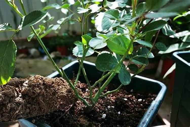 种植番茄需补钙,到底哪个时间补最好呢？