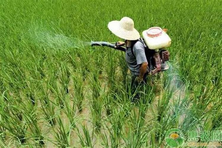 白兰花施什么肥料最好