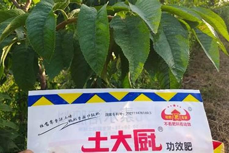 葡萄树用什么肥料好