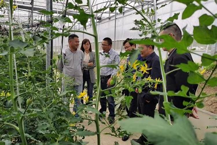 绿豆底肥放什么肥好(底肥施用方法)