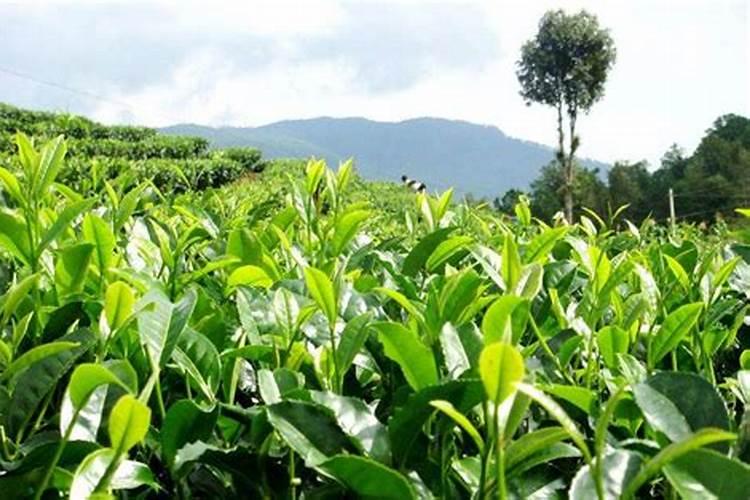 油茶苗下什么肥料好呢？
