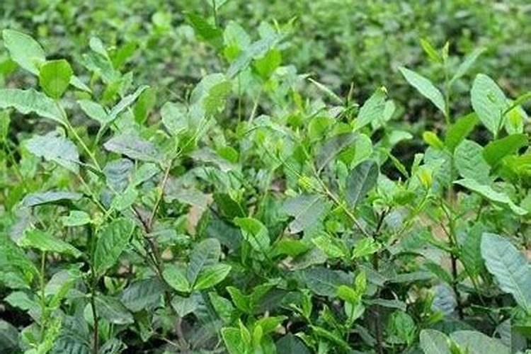 茶树施什么肥好