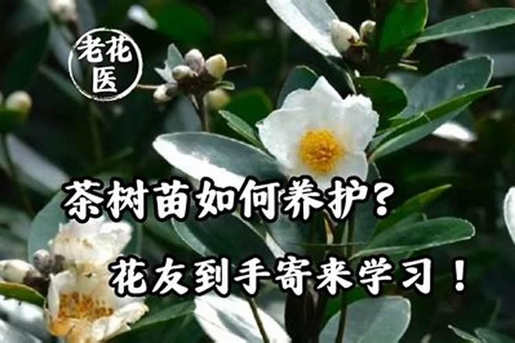 包茶树苗的编织袋是否要打孔？