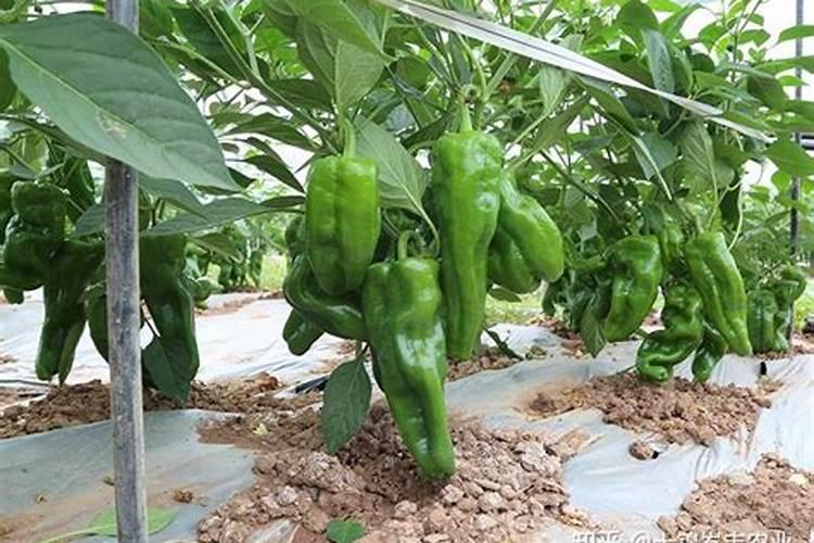 辣椒树用什么肥料最好
